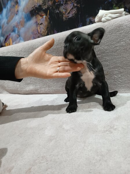 Pui Bulldog francez