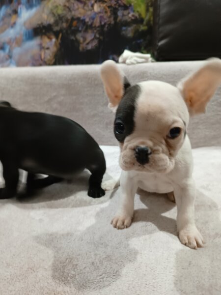 Pui Bulldog francez
