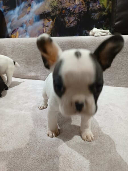 Pui Bulldog francez