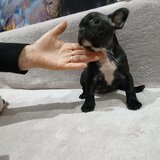Pui Bulldog francez