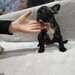 Pui Bulldog francez