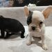 Pui Bulldog francez