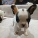 Pui Bulldog francez